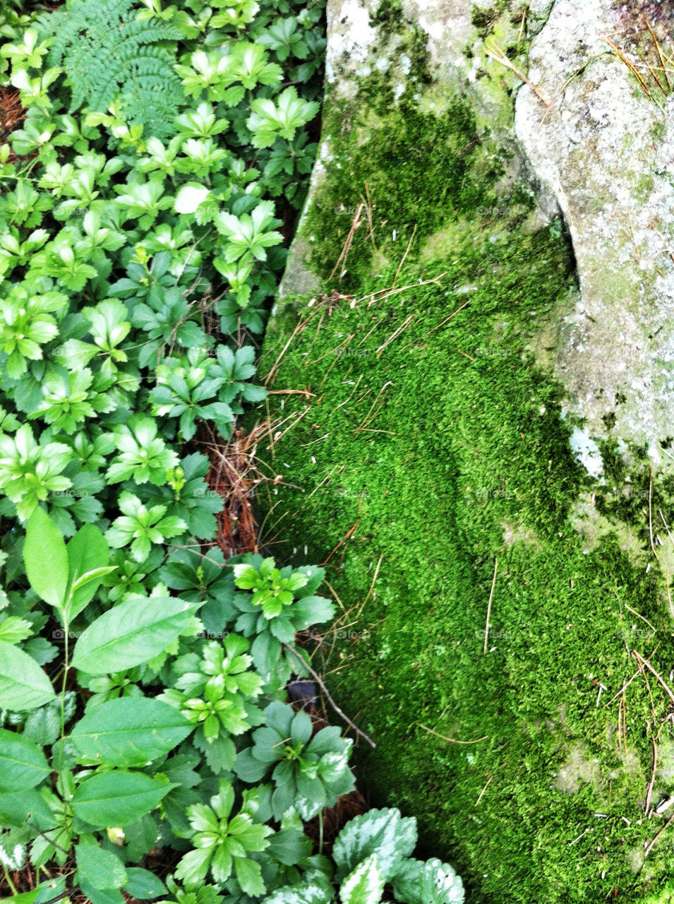 plants forest plant mountains by jasonlowe