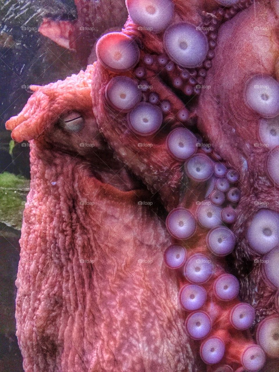 Octopus