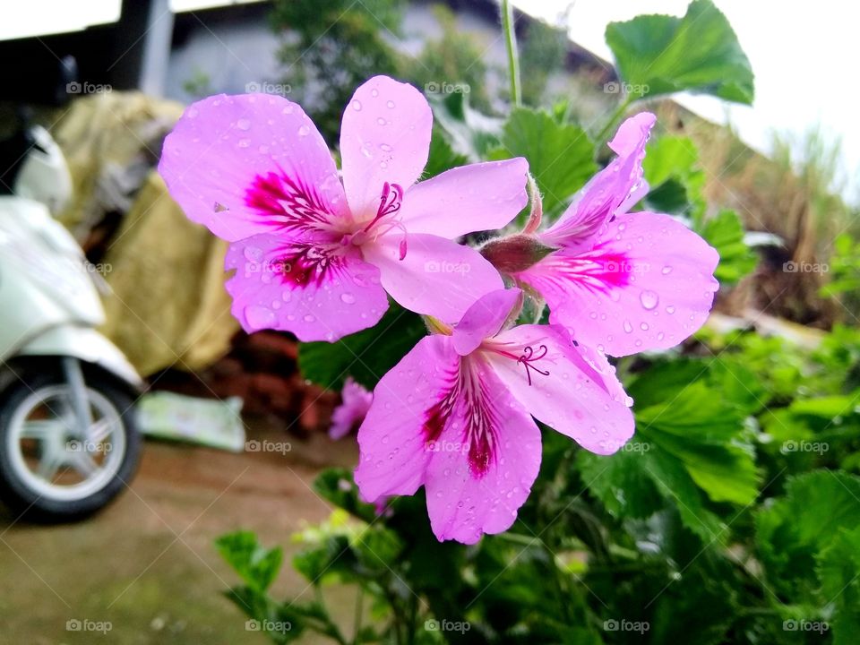 in rain beauty of our pal flower