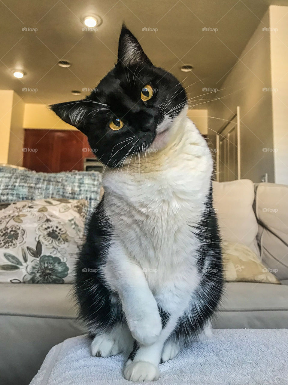 Cute tuxedo kitty tilting her head while sitting on furniture