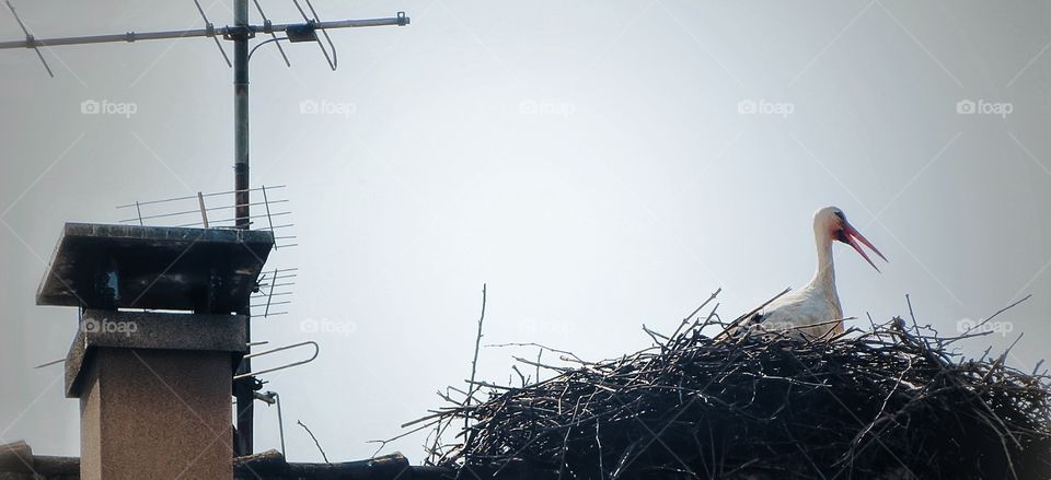 Alsace stork in n’est