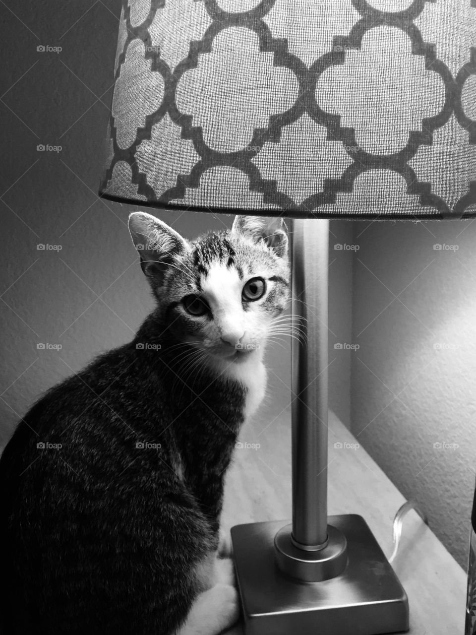 Kitty love. My kitten was curious about my new lamp.