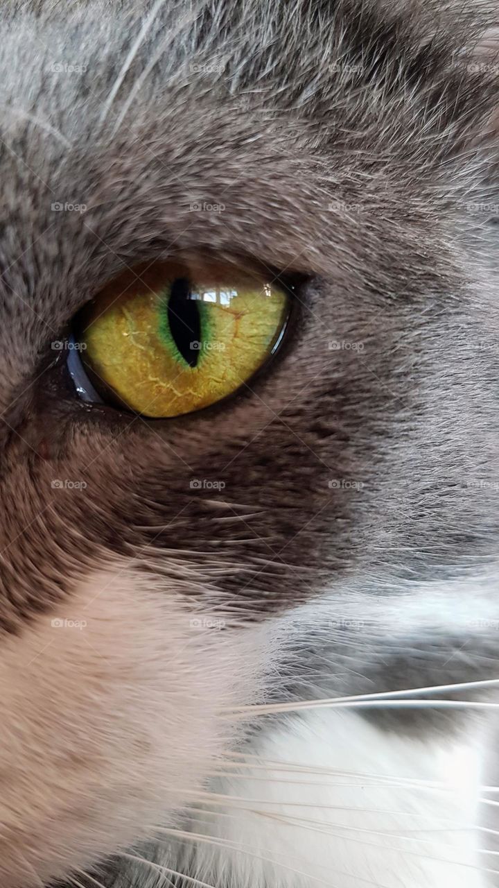 eye cat