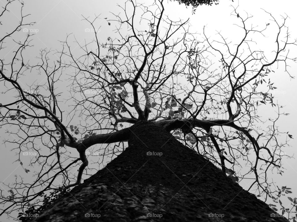 Tree from below