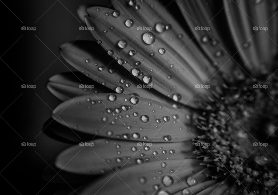 Drops of waters isolated on black and white flower