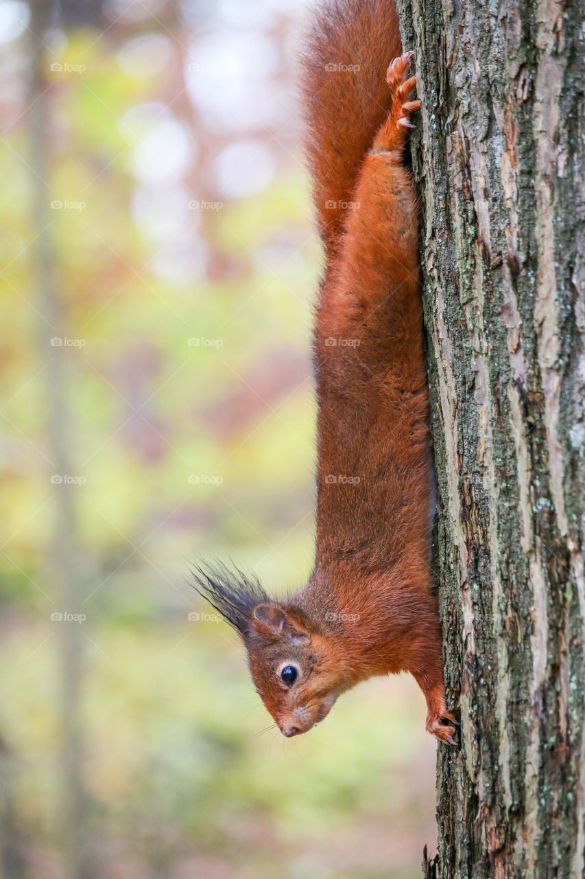 Eurasian red squirrel upside down on a tree