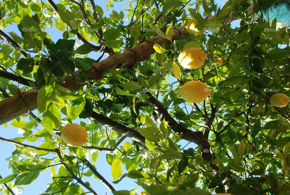Amalfi lemon tree