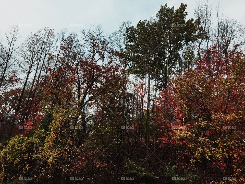 Fall colors on display 