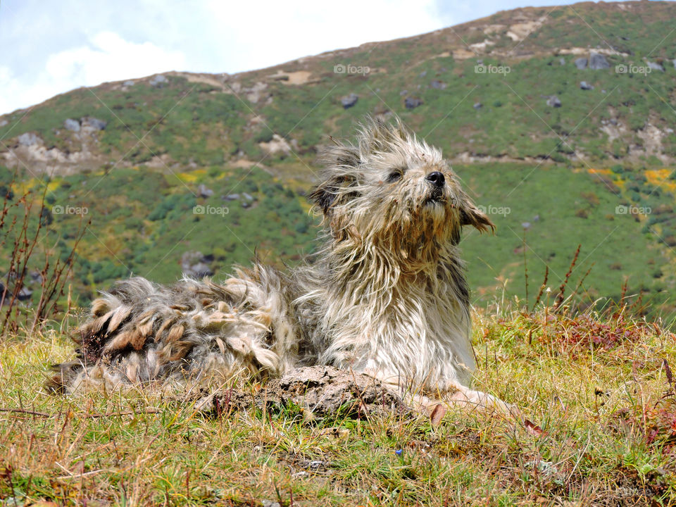 Dogs of the Himalayas