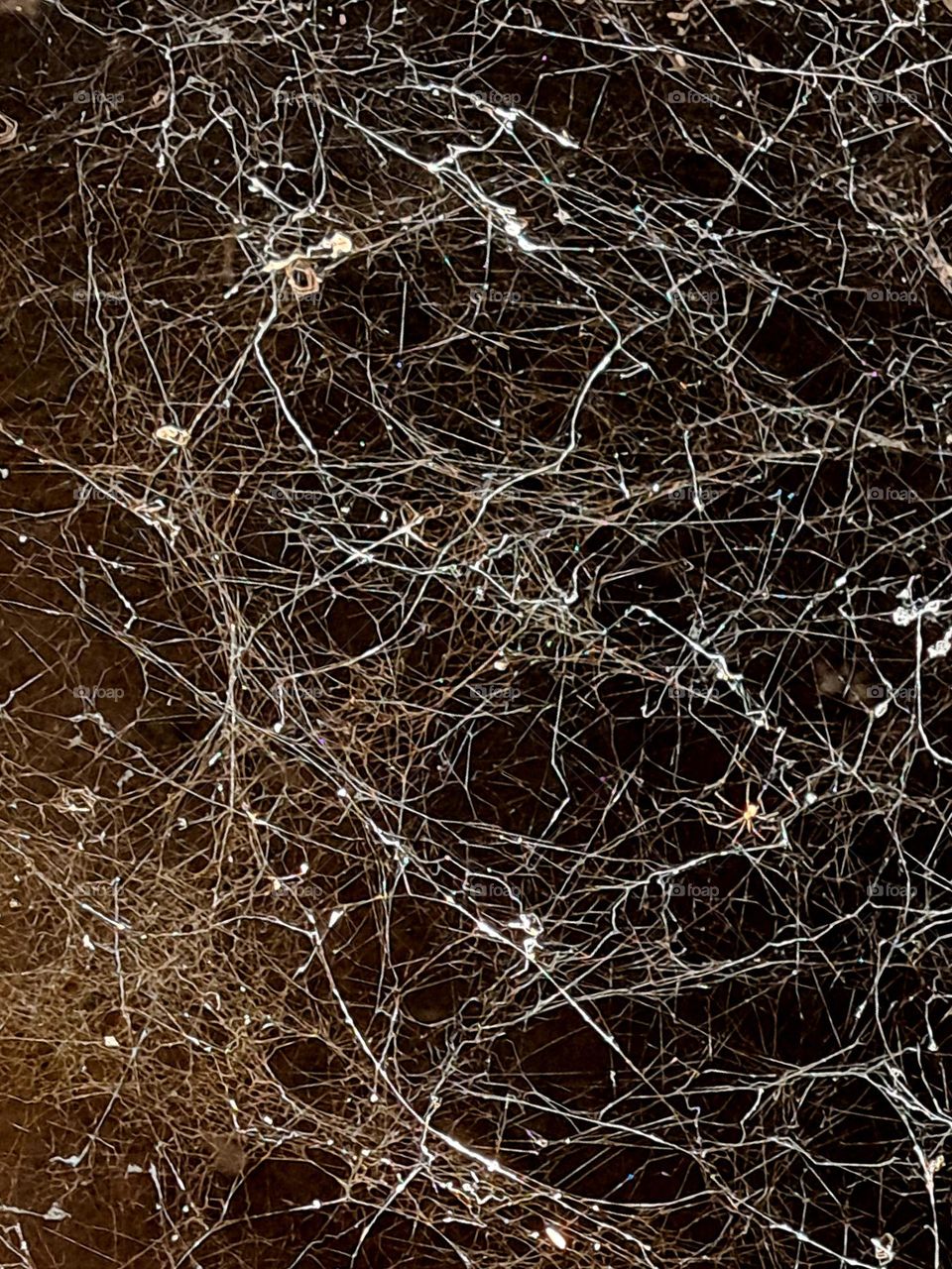 Spiderweb 🕸️. Find the spider 🕷️