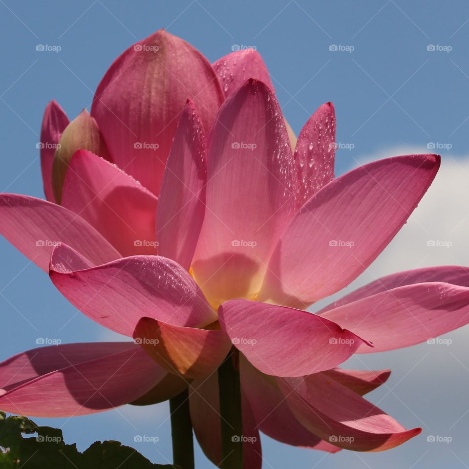 Lotus Blossom