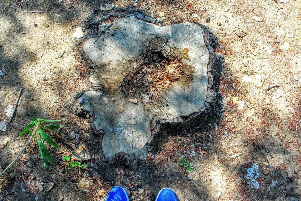 dead tree stump on the banks of the Sacramento River