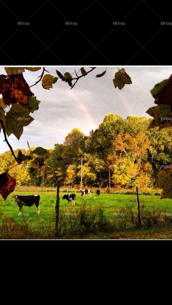 Rainbow pasture