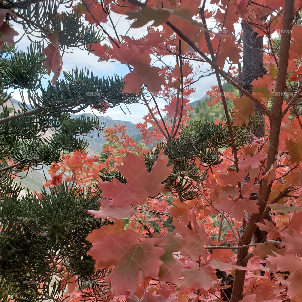 Autumn is here with red leaves!