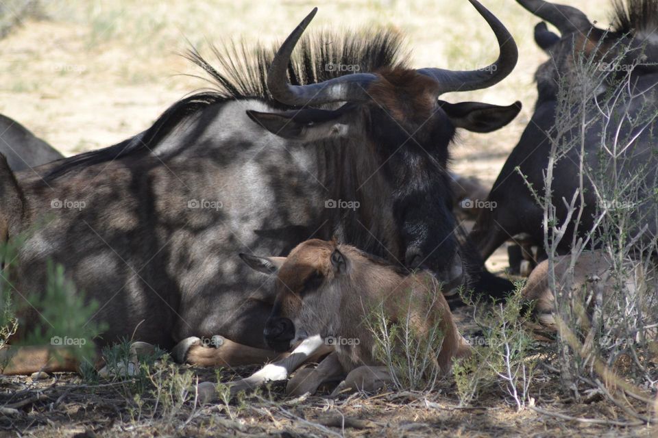 Blue wildebeest mother and calf resting in the shade