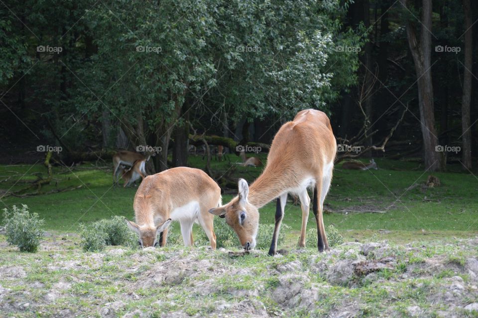 animal at zoo