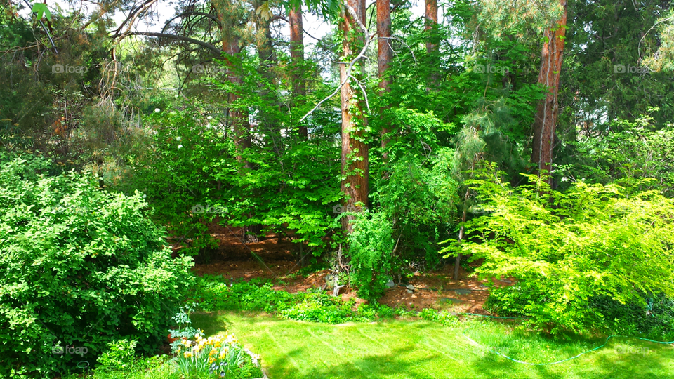 Backyard Forest