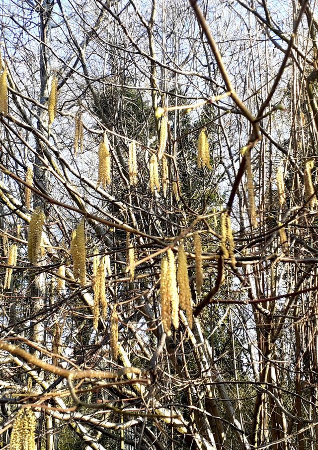 forest hazel