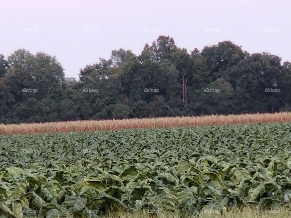 Kentucky raised tobacco & corn