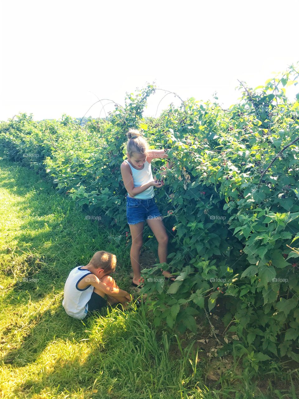 Berry picking