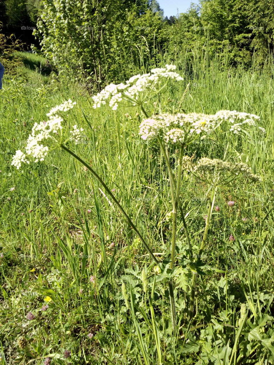 Flowers in Schwarzwald