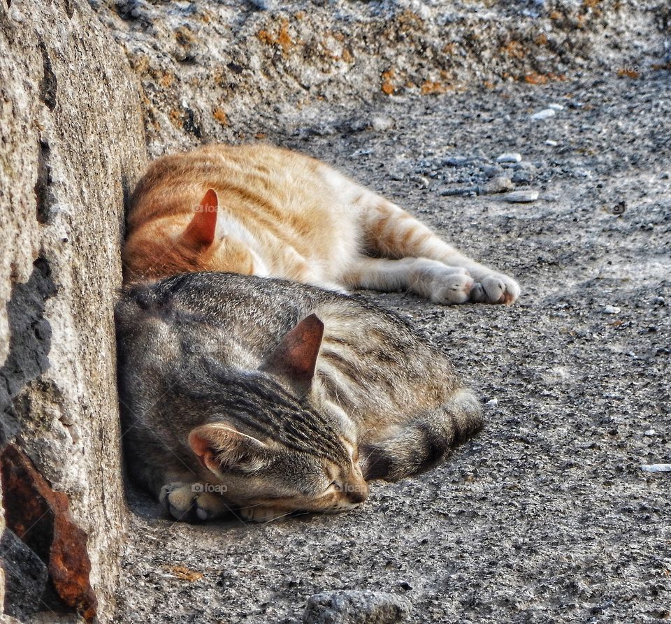 Santorini cats resting 