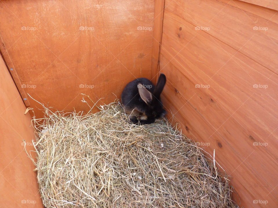 my gorgeous rabbit at 9 weeks old in her new home