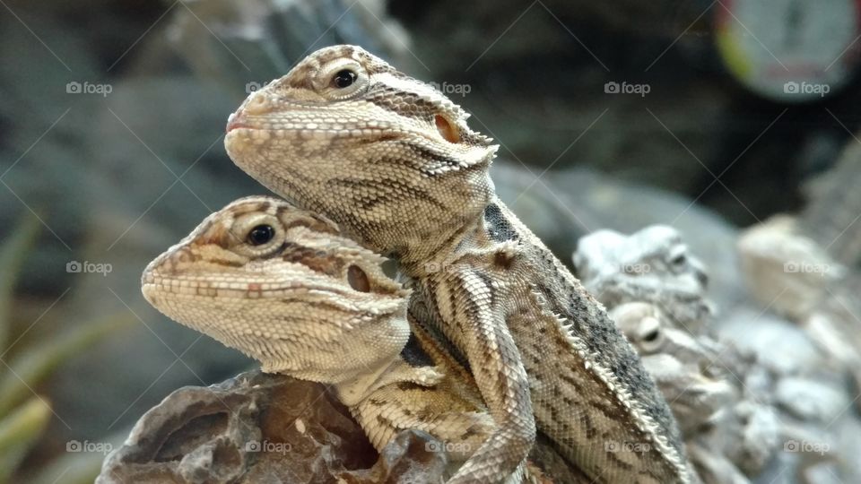 Two lizards stacked on top of each other