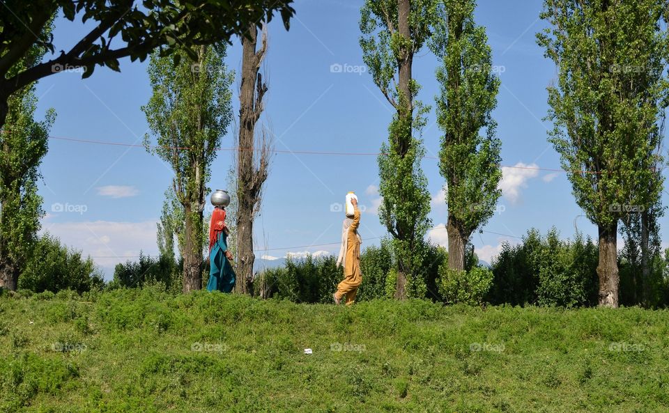 Tree, No Person, Outdoors, Nature, Landscape