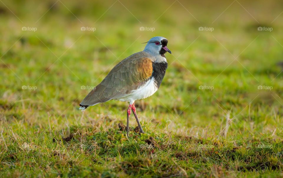 Blue and white bird on green grass during day time