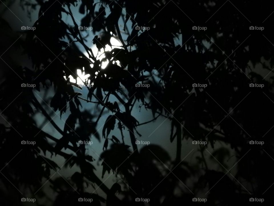 The moon through the Maple tree.