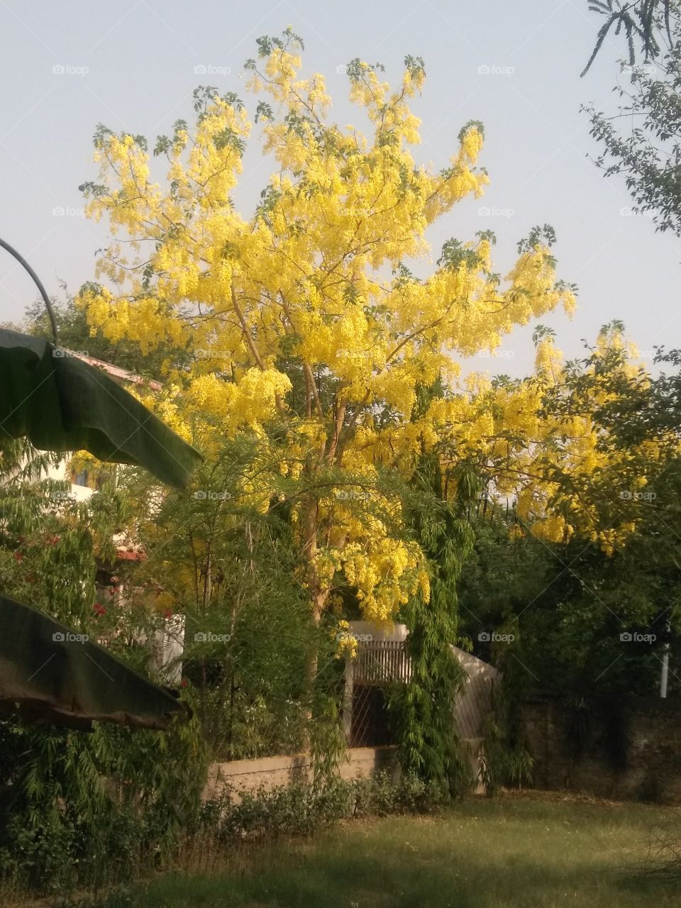 Gold mohar tree