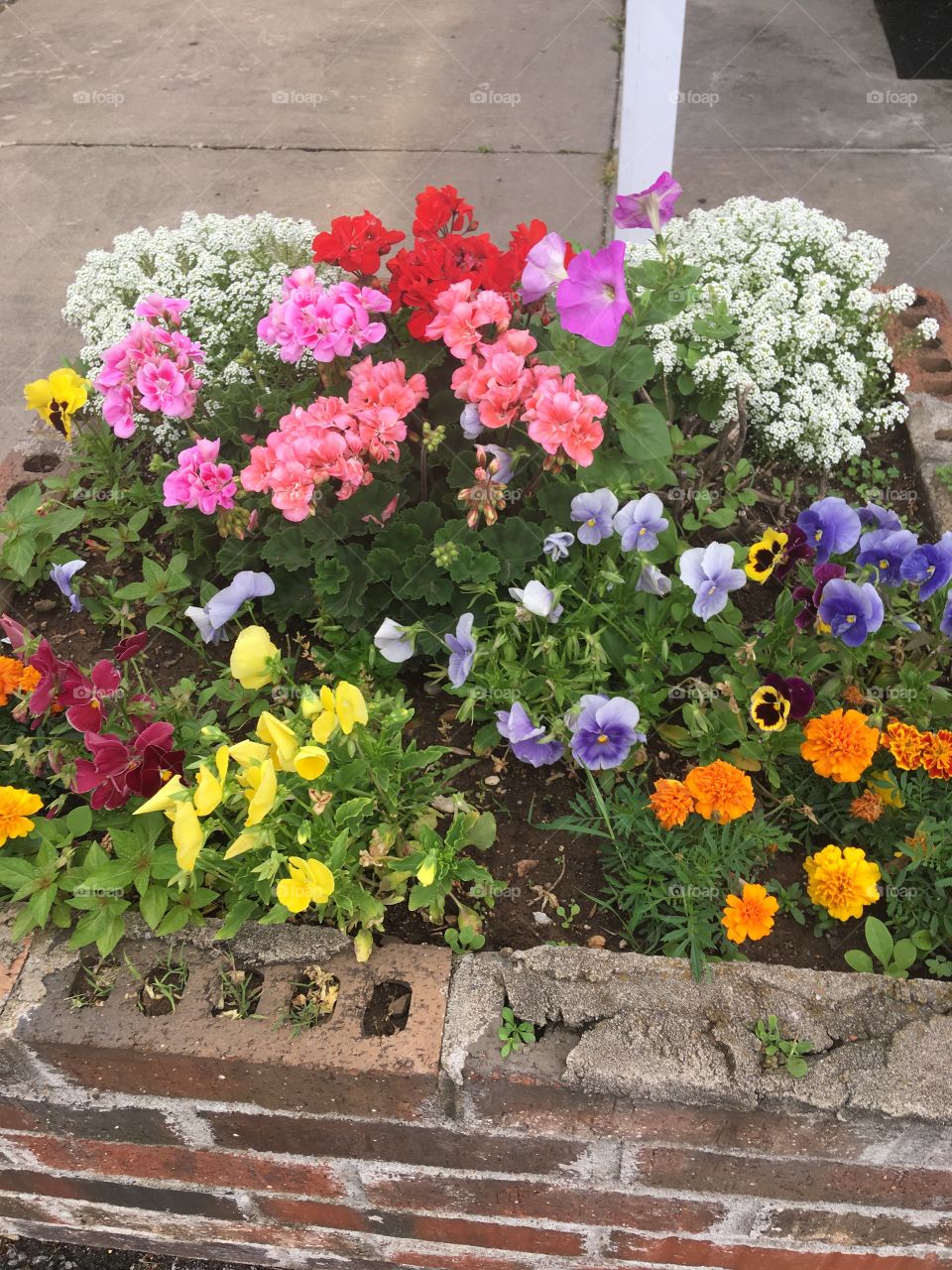 Splash of color in a brick container. Color galore yellow,pink,purple,orange and white red too.