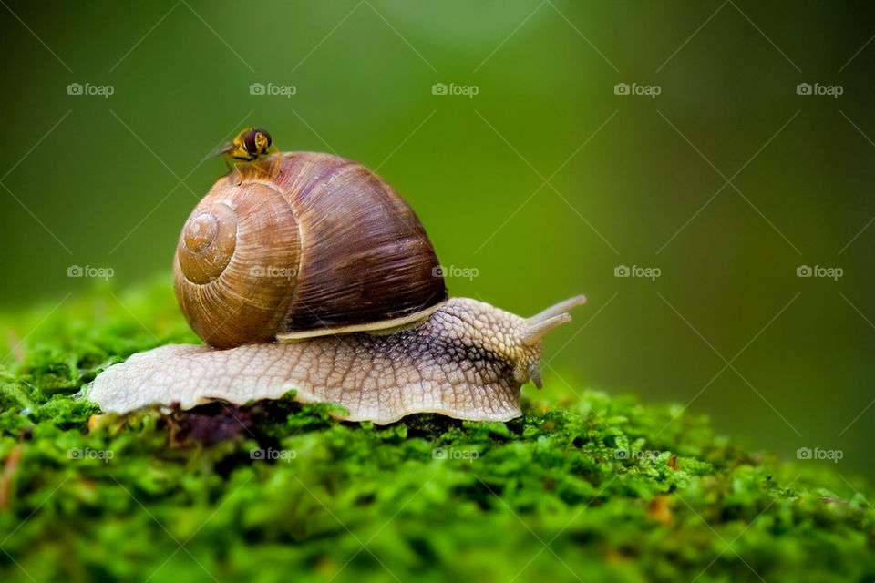 snail