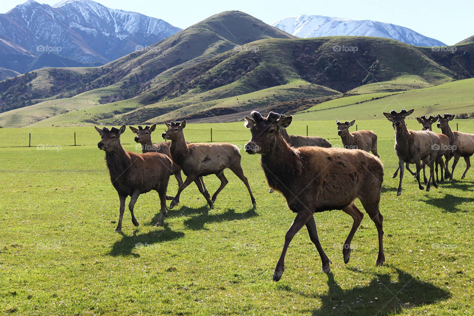 Herd of animals running