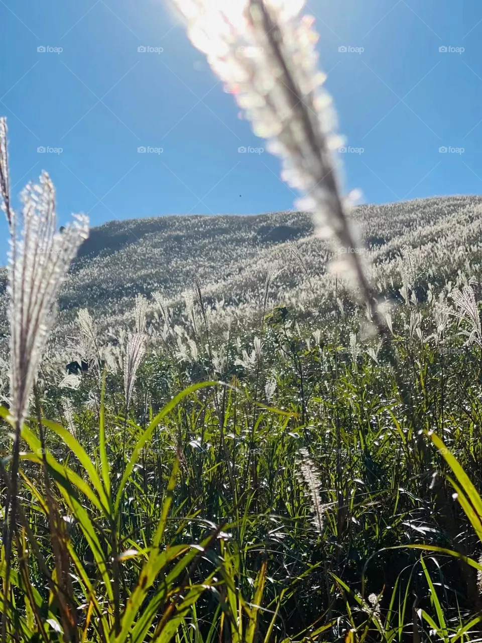 Autumn Grass