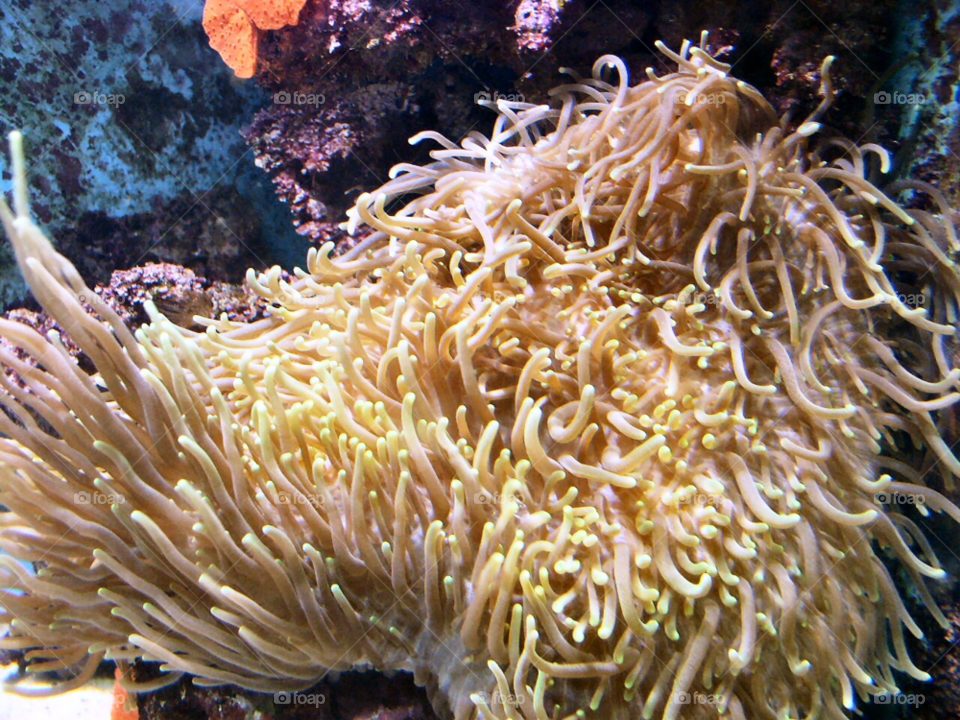 Underwater, Coral, Fish, Ocean, Sea