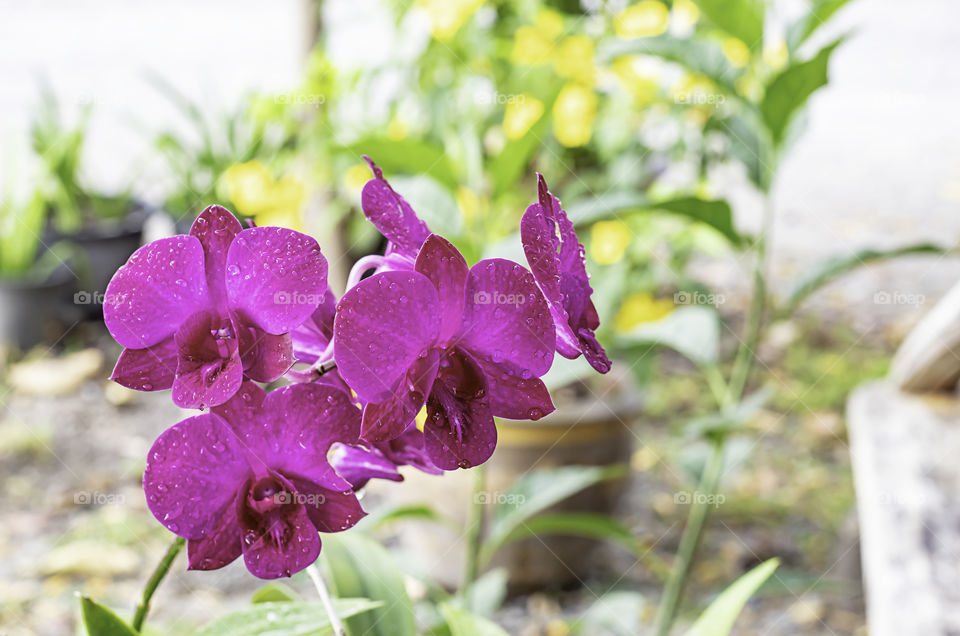 Beautiful pink Orchid flowers in the garden.