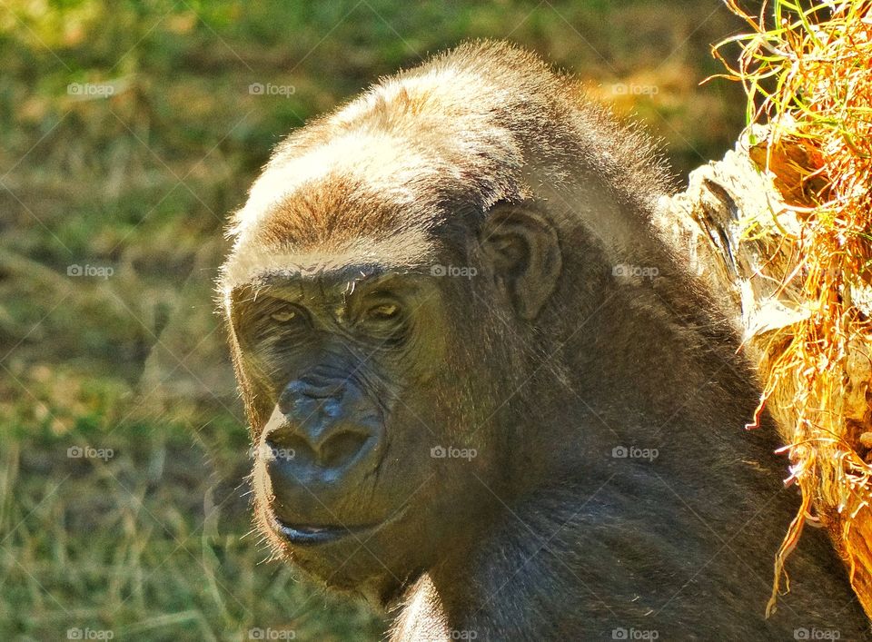 Gorilla Lost In Thought
