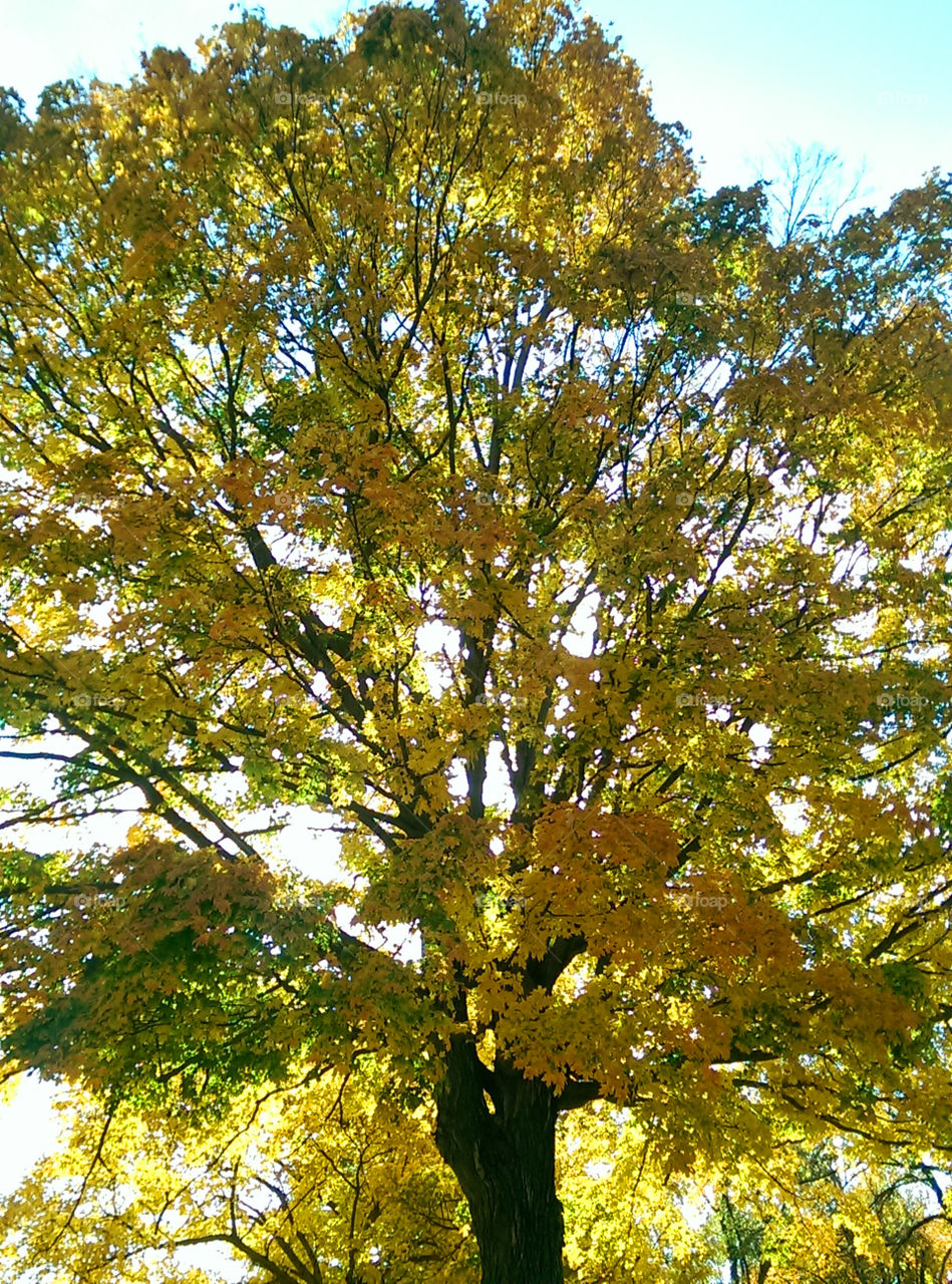 Lovely Sunlit Fall Tree