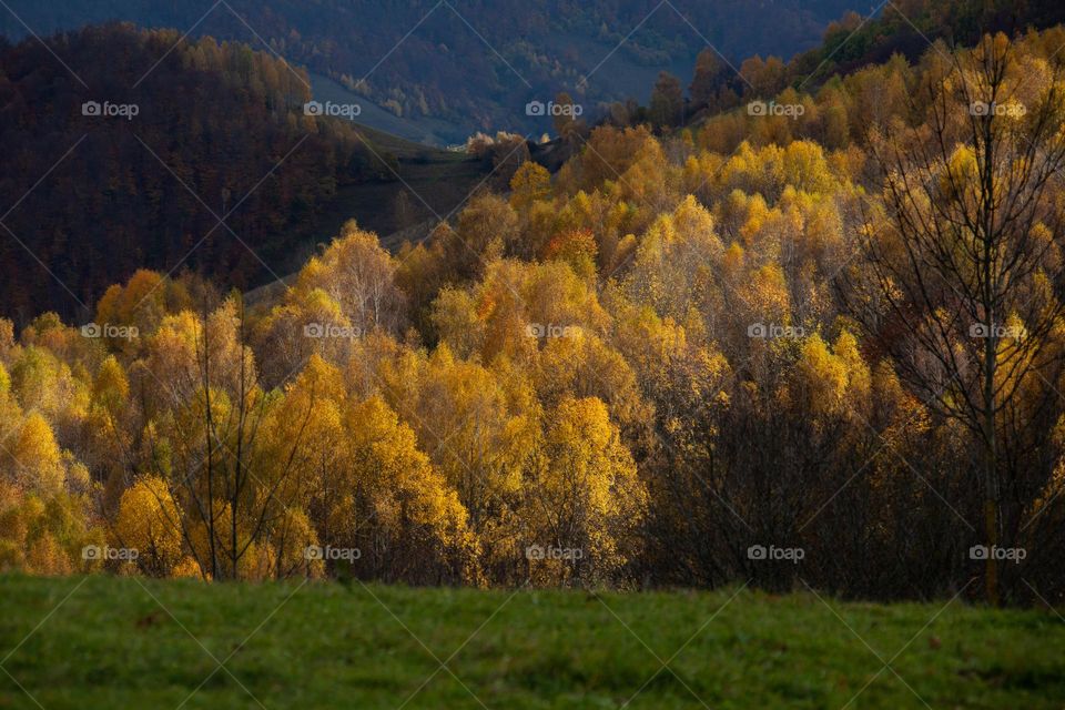 Autumn landscape 