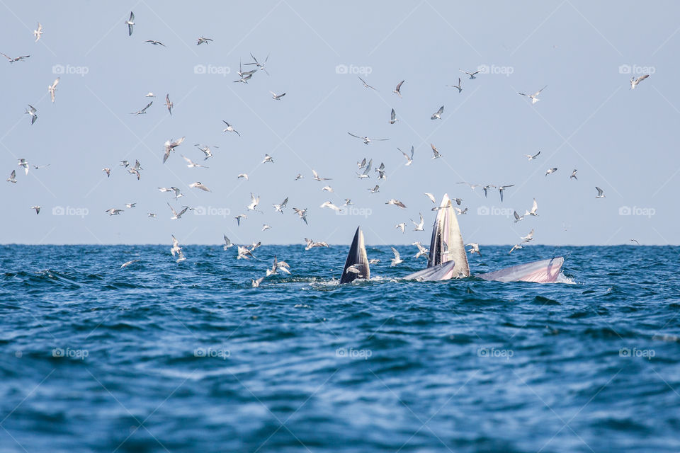 bryde whales in the gulf of Thailand