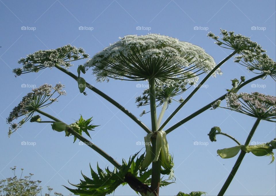view of plant in Iceland
