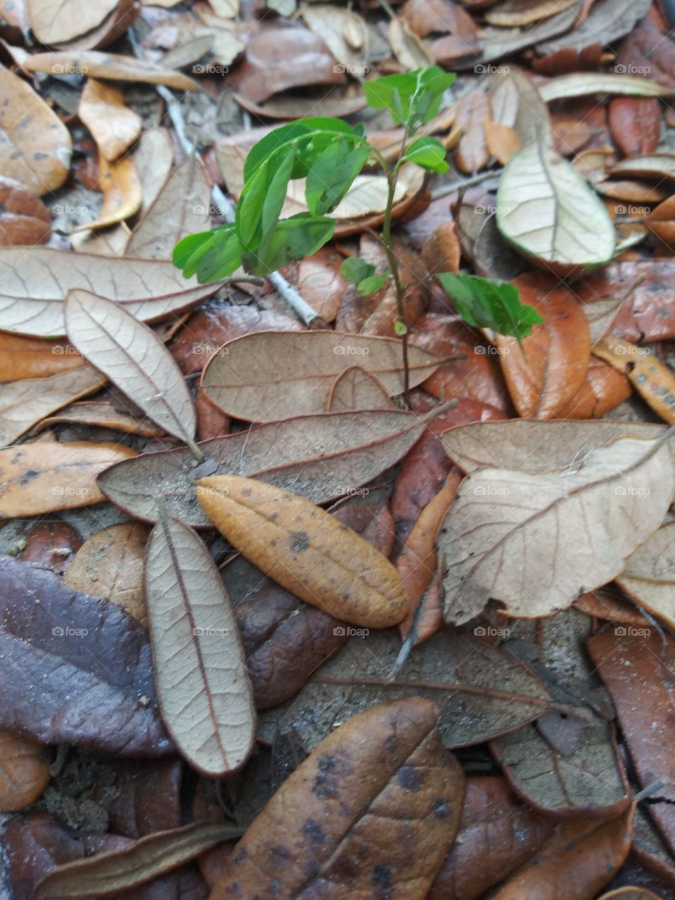 lonely plant