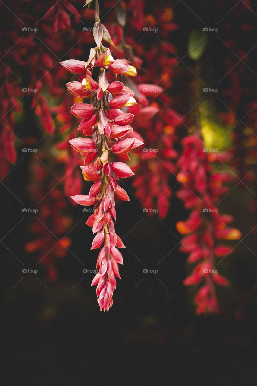 small red flowers