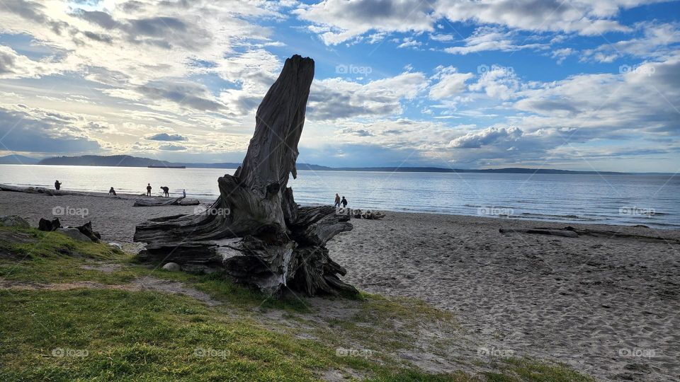 Driftwood at the beach