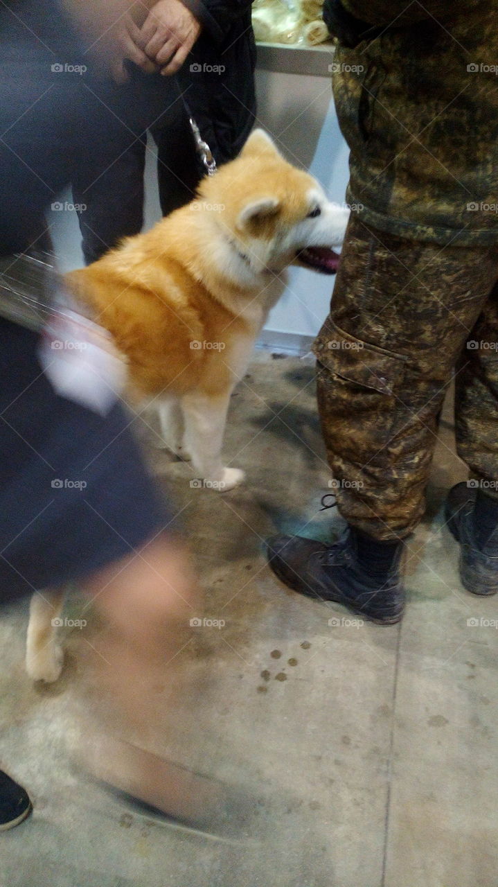 Dog's exhibition in Samara