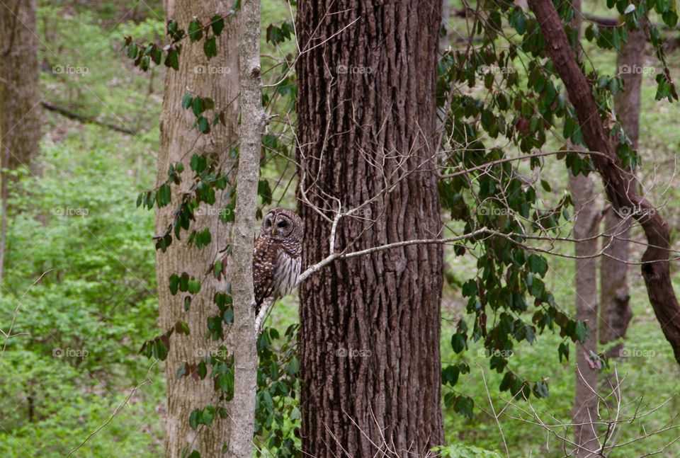A Barn Owl perched in a tree