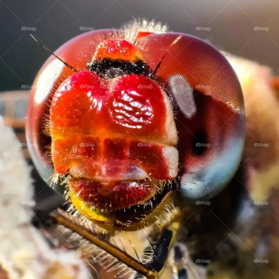 insect head