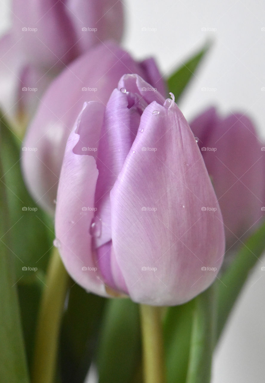 Close-up of tulip flower